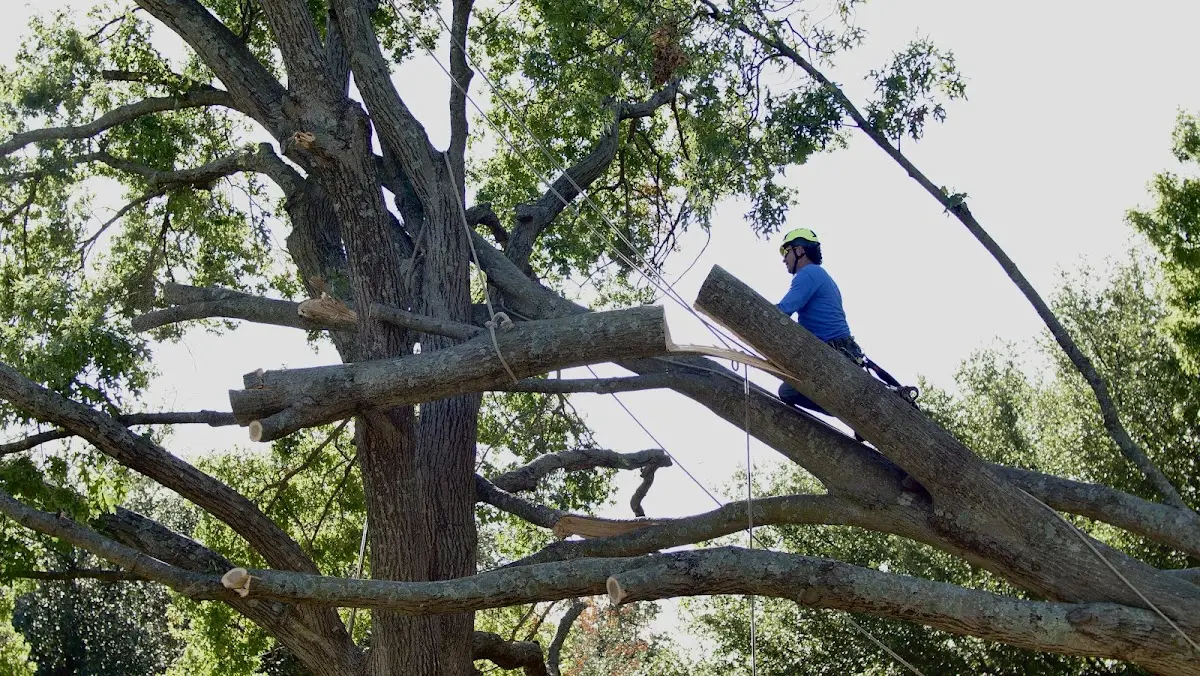 Professional Crown Thinning performed by certified arborists in Ideal