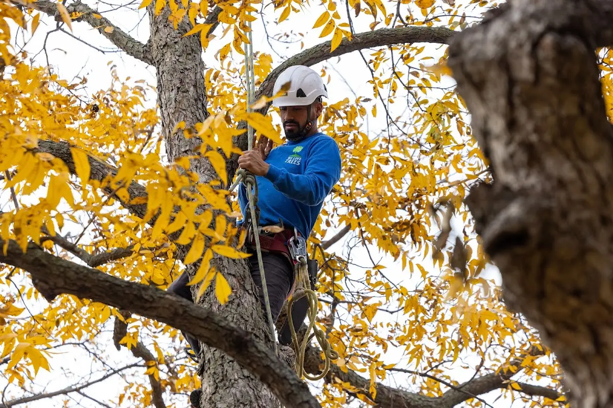 Skilled Dead Tree Removal crew working in Ideal