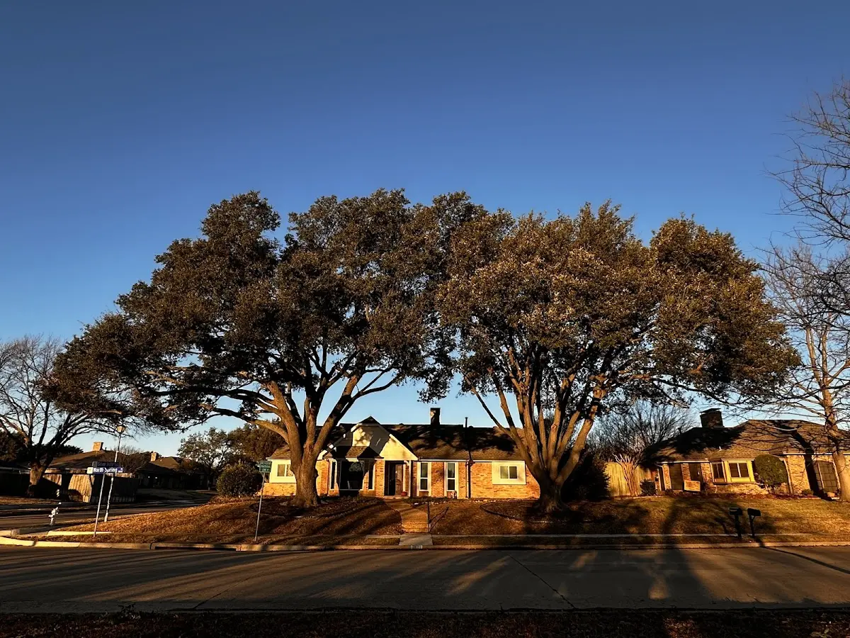 Established residential canopy tree shading a home in Ideal